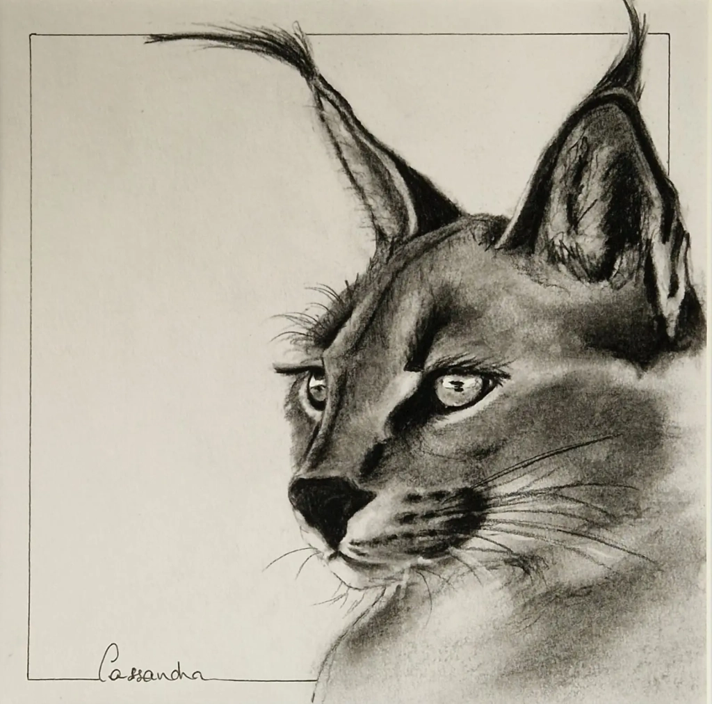 Lynx Fusain et pierre noire