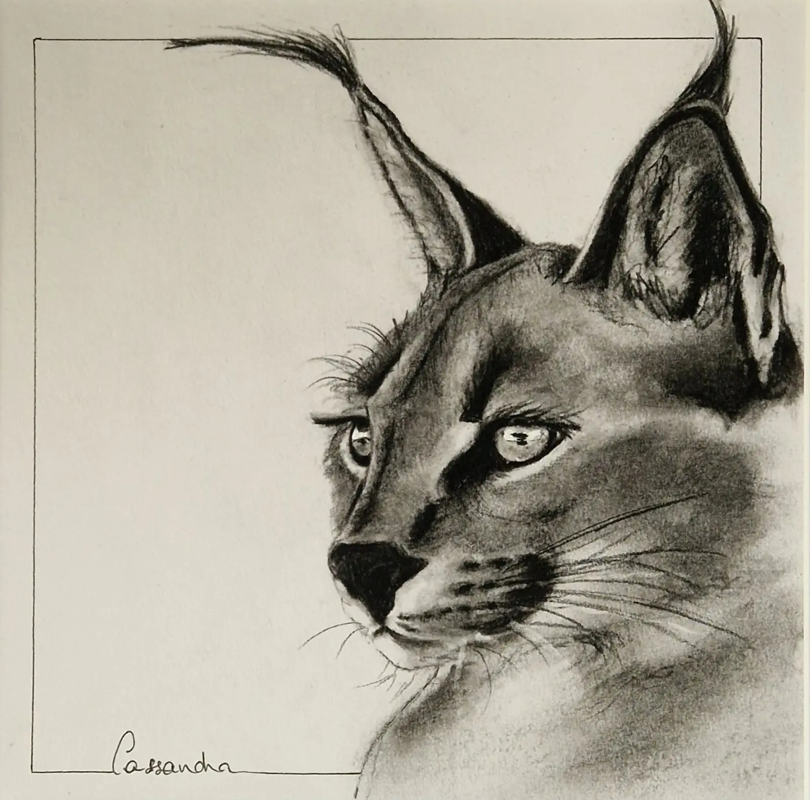 Lynx Fusain et pierre noire